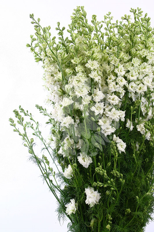 Larkspur White - Flowers Flowers